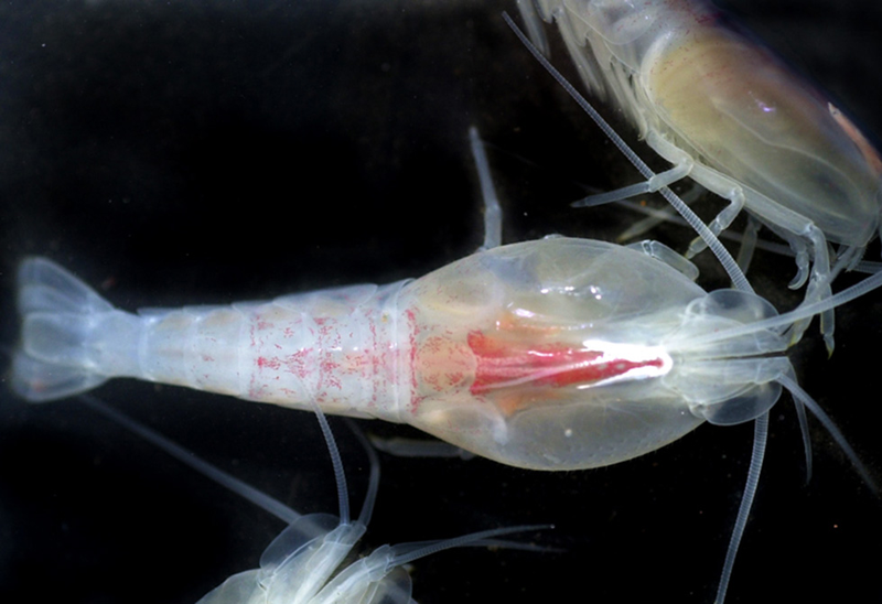 Illustration for article titled All the Alien-Looking Species Discovered by the Deep Sea Vehicle Alvin